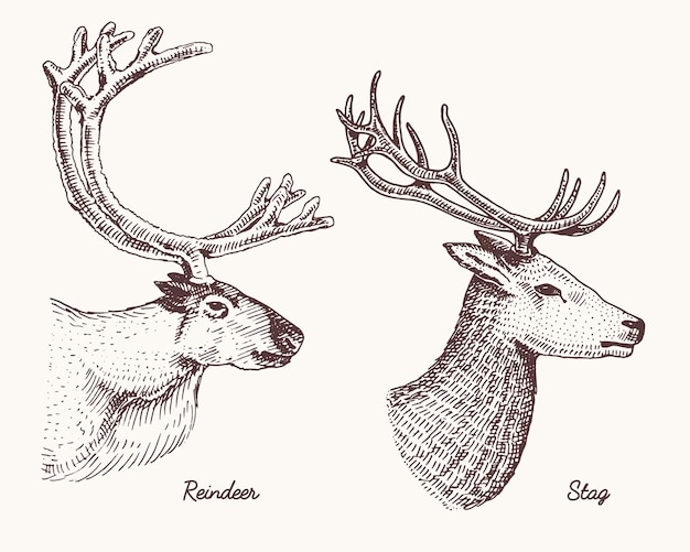 Moose or eurasian elk tufted deer roe or doe axis vector hand drawn engraved wild animal