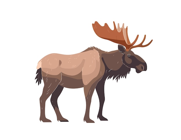 Moose wild forest animal Male bull elk with horns antlers Isolated on white background Vector cartoon illustration