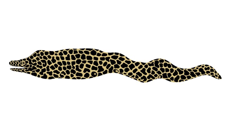 Vector moray icon simple drawing of conger eel spotted fish