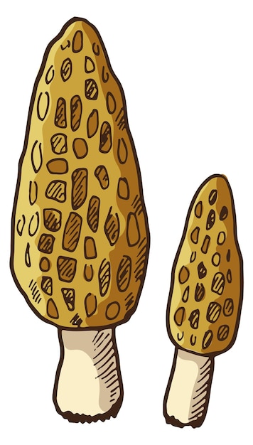 Morel color icon Hand drawn forest mushroom