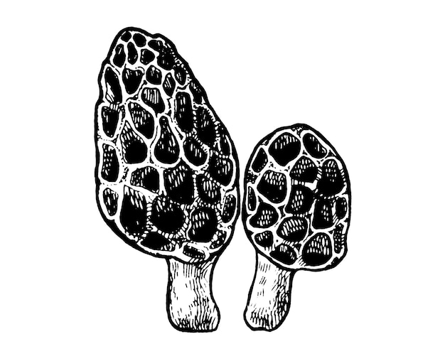 Morel paddestoel hand getekende vectorillustratie