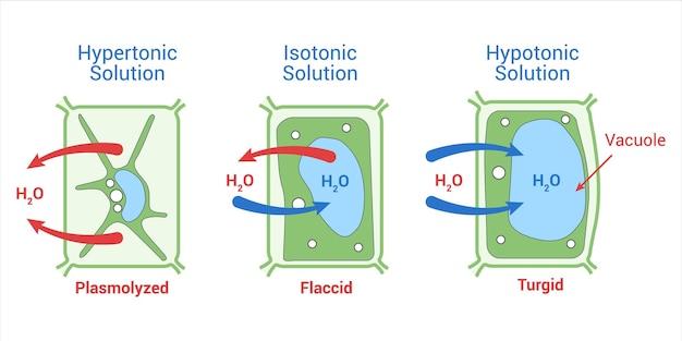 Morfologische verschillen tussen Turgid-cellen en Plasmolysed Cell Osmosis Effect op plantencellen