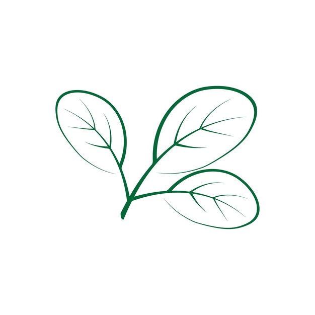 Moringa blad traditionele geneeskunde pictogram vector illustratie sjabloonontwerp