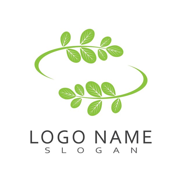 Moringa leaf logo template vector symbol nature