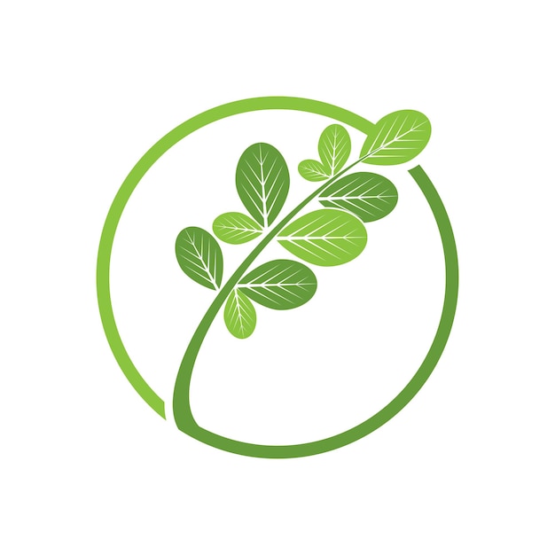 Vector moringa leaf logo template vector symbol nature