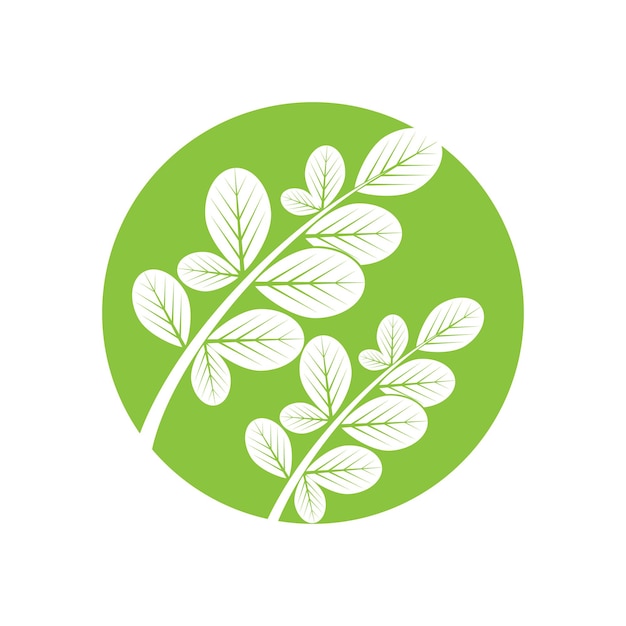 Moringa 잎 로고 템플릿 벡터 기호 자연
