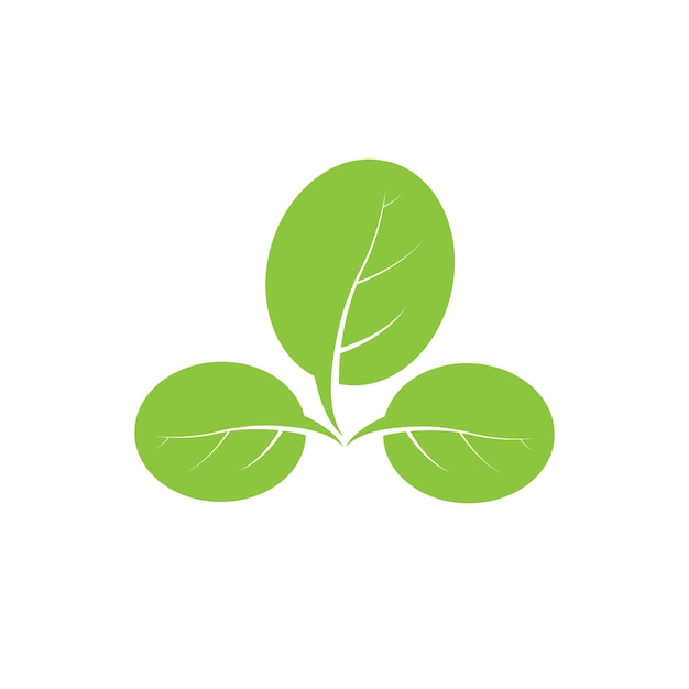 Moringa leaf nature icon vector illustration template design