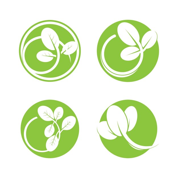 Moringa leaf nature icon vector illustration template design