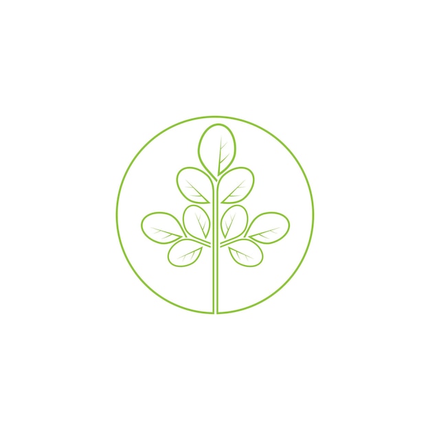 Moringa leaf nature icon vector illustration template design