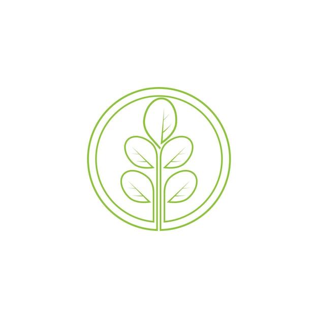 Moringa leaf nature icon vector illustration template design