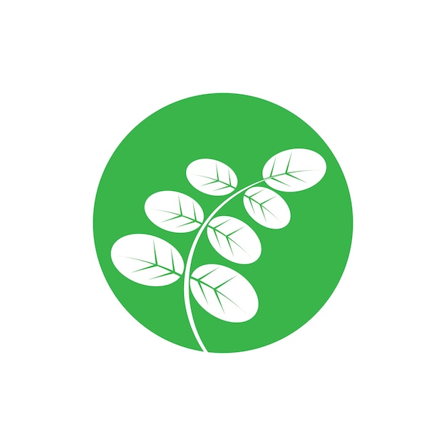 Moringa 잎 아이콘 벡터 일러스트 템플릿 디자인