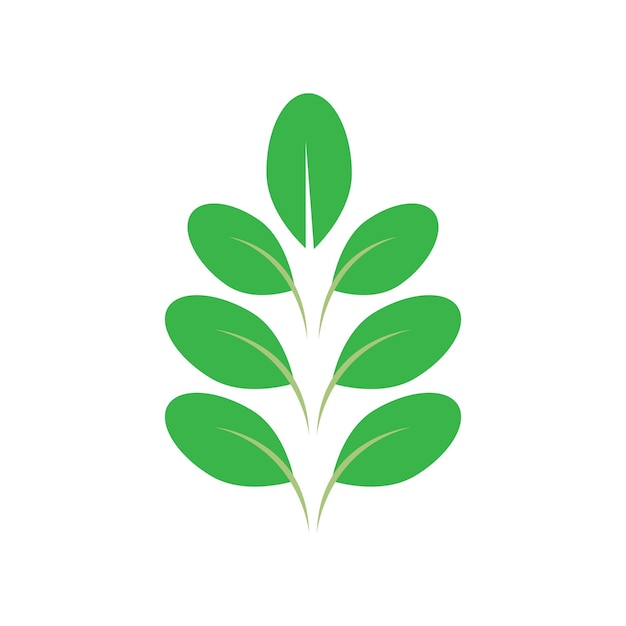 Moringa 잎 아이콘 벡터 일러스트 템플릿 디자인