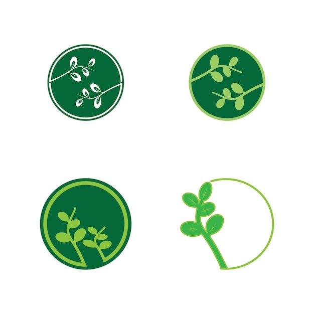 Moringa leaves icon vector illustration template design