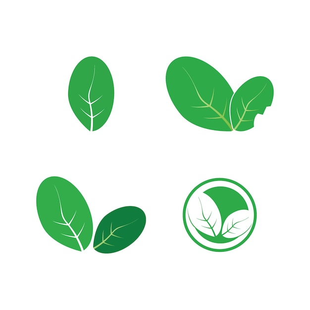 Moringa leaves icon vector illustration template design