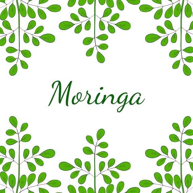 Бордюр moringa oleifera 1 в цвете