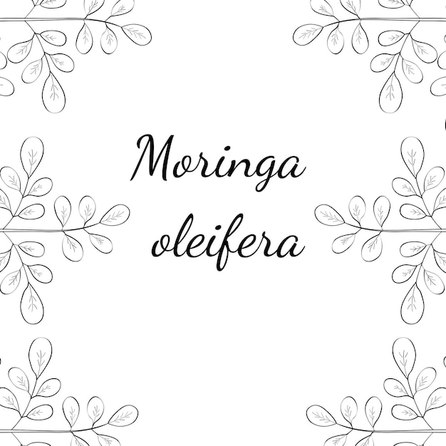 Moringa oleifera confine 2