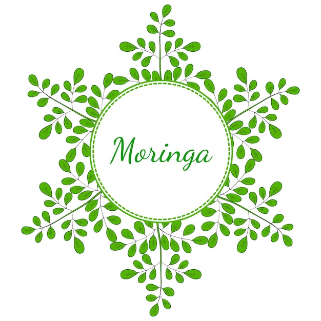 Moringa oleifera cornice 2 a colori