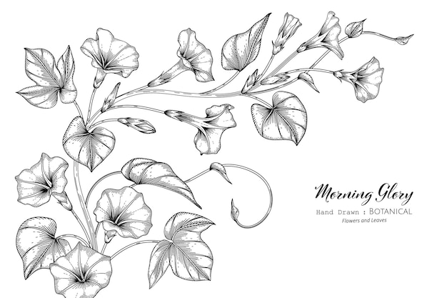 Morning glory september birth month flower Vector Image