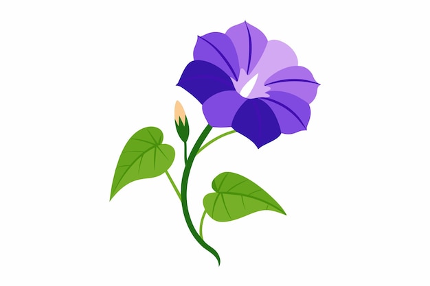 Vettore illustrazione vettoriale di morning glory flower