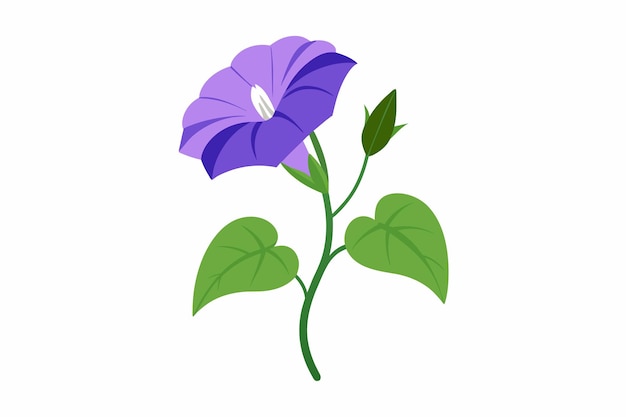 Morning Glory Flower Vector Illustration