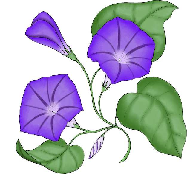 Vector morning glory flower vector illustration