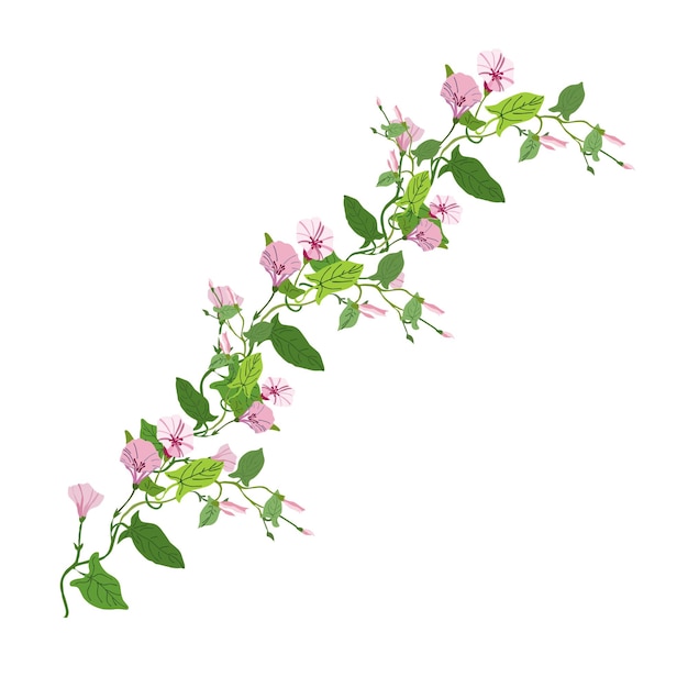 Vector morning glory flowers with leaves isolated vector illustration