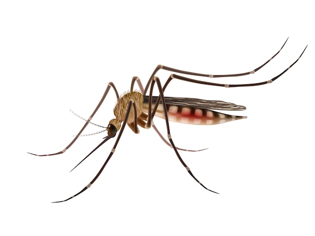 Set of mosquito in silhouette and colour and... - Stock Illustration  [78595379] - PIXTA