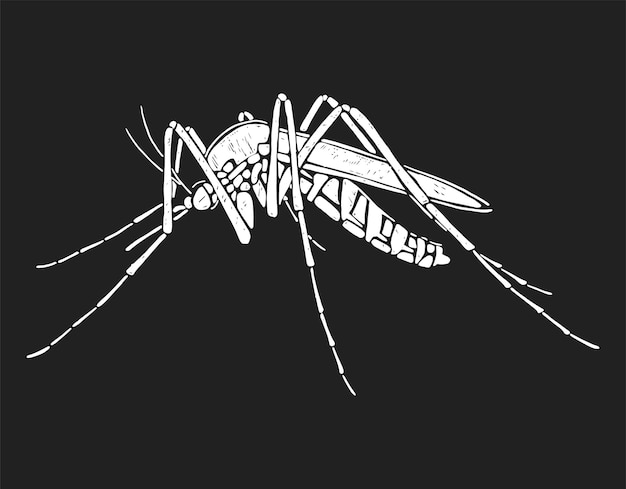 Vector mosquito silhouette black and white vector illustration on black background