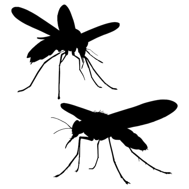 Vector mosquito silhouette on white