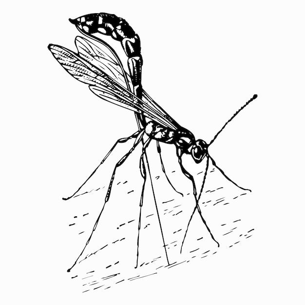 Vector mosquito