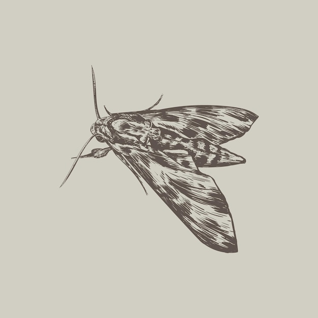 Vector moth sketch vector illustration. moth butterfly