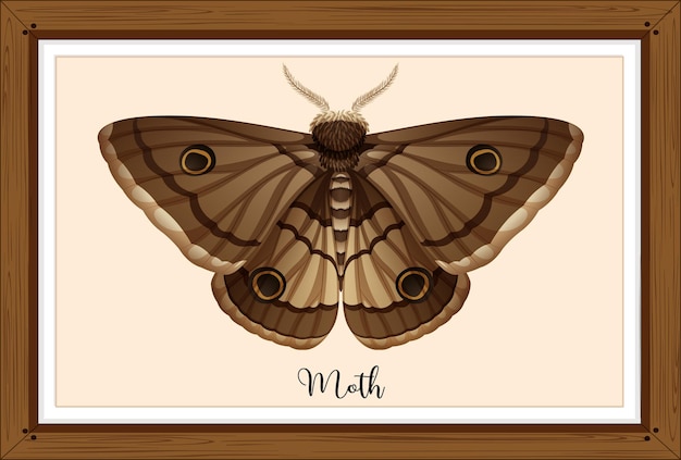 Moth on wooden frame