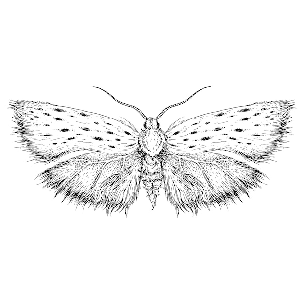 Vector moth