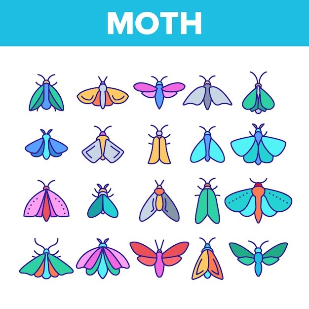 Moth