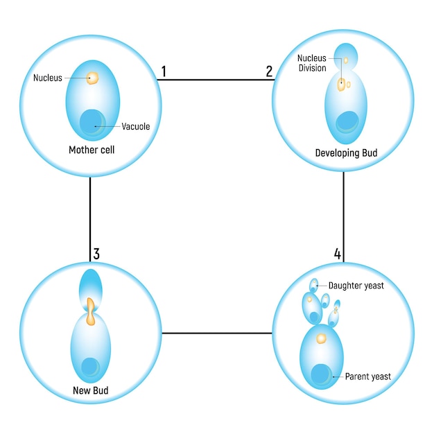 Vector mother cell developing bud new bud parent yeast daughter yeast nucleus division vacuole vector