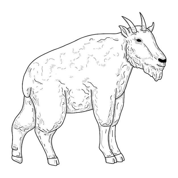 Mountain Goat Alpine Animal Vector Illustration line art