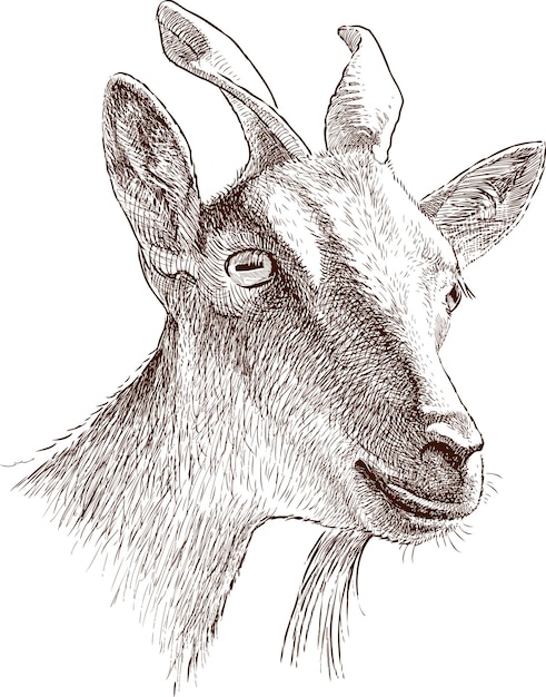 Vector mountain goat head