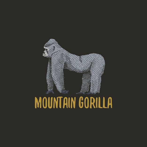 Mountain gorilla engraved hand drawn in old sketch style, vintage animal Monkey, ape or primate logo