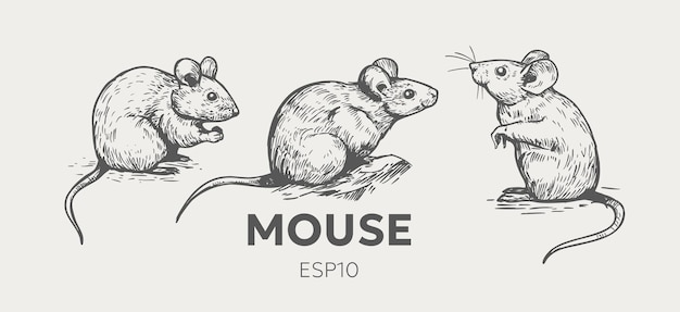 mouse rat realistic illustration vector sketch hand drawn monochrome