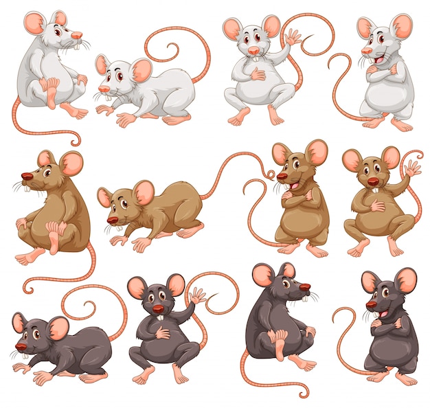 異なる毛皮の色のイラストのマウス