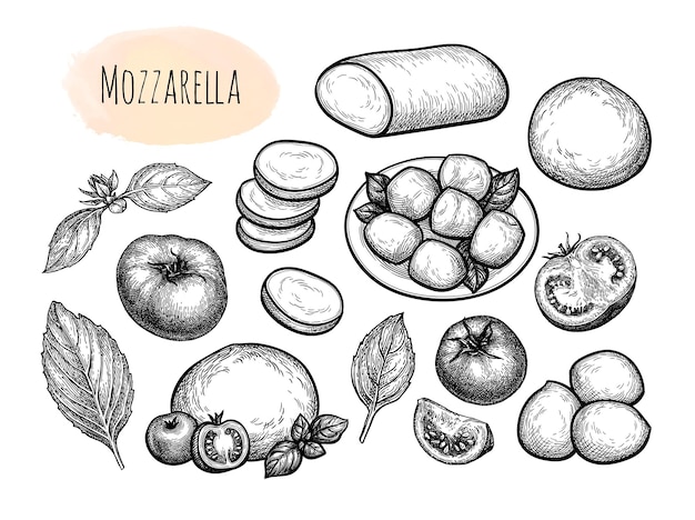 Mozzarella cheese with tomatoes and basil. Big set. Vintage style ink drawing.