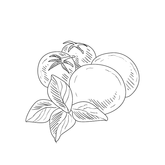 Mozzarella Tomato and Basil Hand Drawn Realistic Sketch