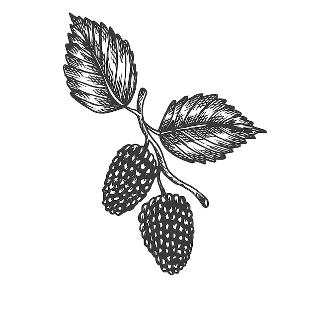 Vector mulberry hand drawn   illustration.