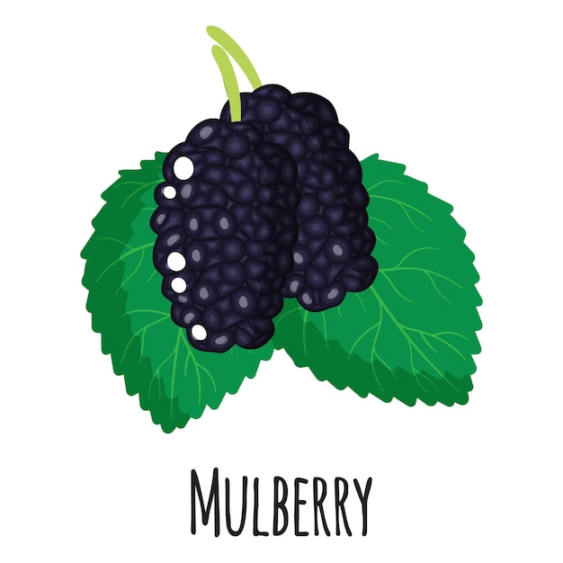 Mulberry superfood fruit voor sjabloonboerenmarktontwerp, etiket en verpakking. Natuurlijke energie-eiwit biologische voeding. Vector cartoon geïsoleerde illustratie.