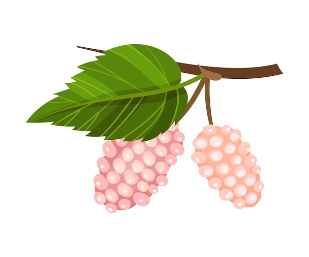 Vector mulberry tak met onrijpe roze bessen vector illustratie