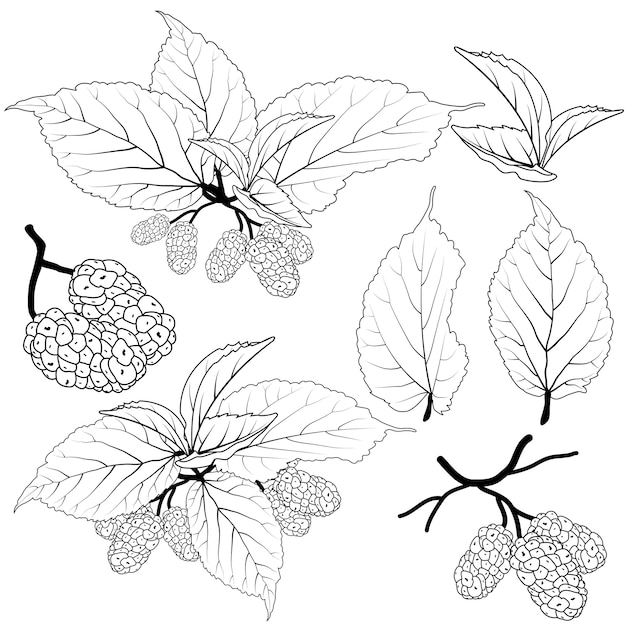 Mulberry vector