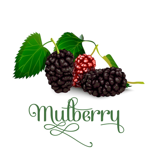 Mulberry