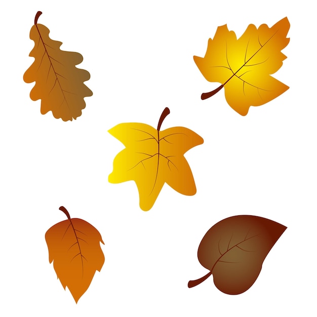 Multicolored autumn leaves isolated on white background. Big set of vector leaf .