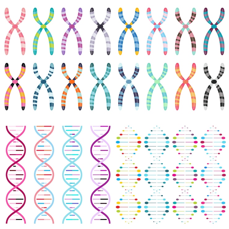Vector multicolored chromosomes and dna double helices science vector illustration graphics