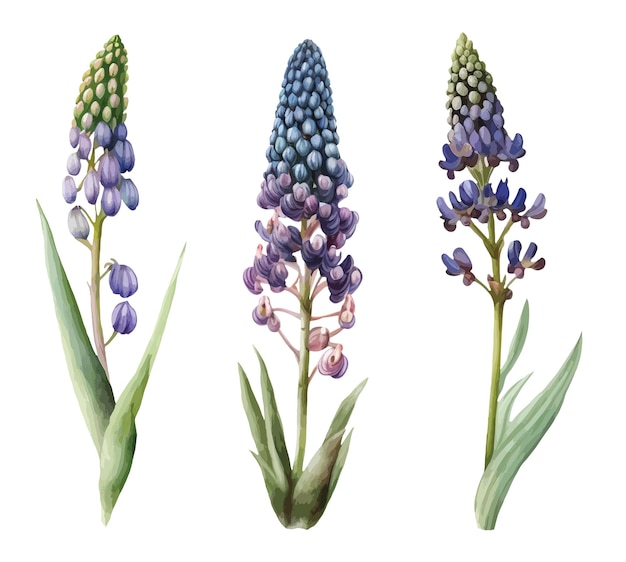 Muscari bloem clipart geïsoleerde vectorillustratie